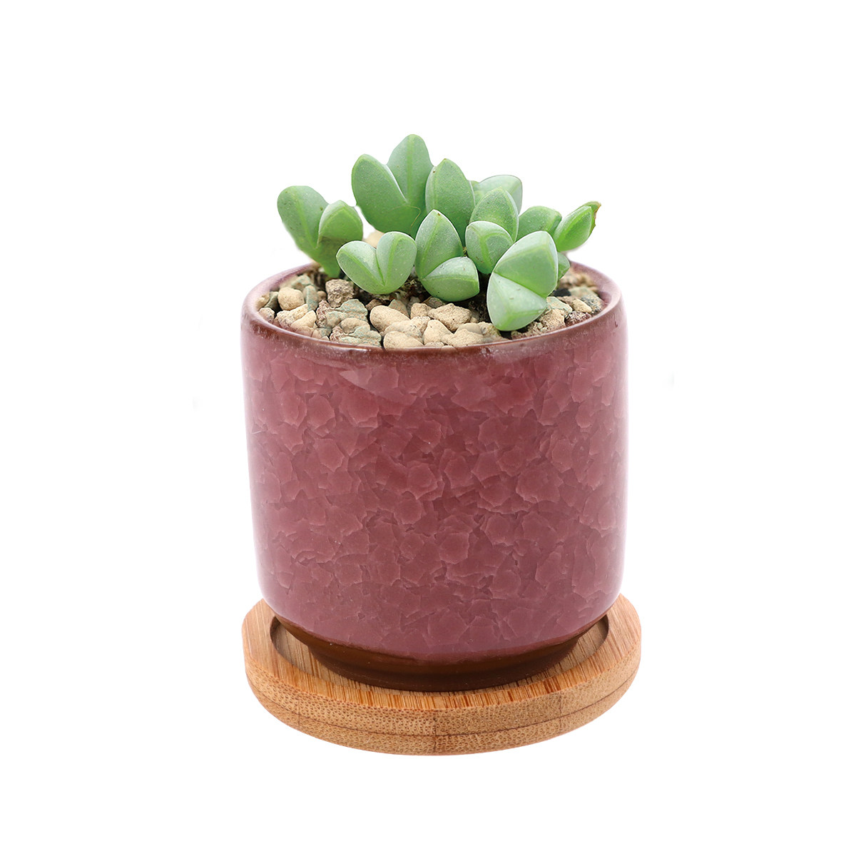 Aloe Vera Pot - Małe pęknięte doniczki ceramiczne, kolorowe małe