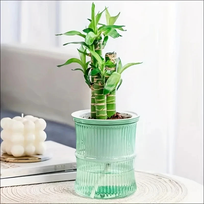 Przezroczysta, dwuwarstwowa, s – Aloe Vera Pot recenzja i cena