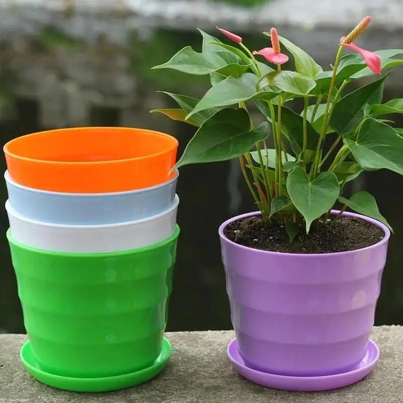 1 szt. Plastikowa Doniczka na  – Echeveria Succulent recenzja i cena