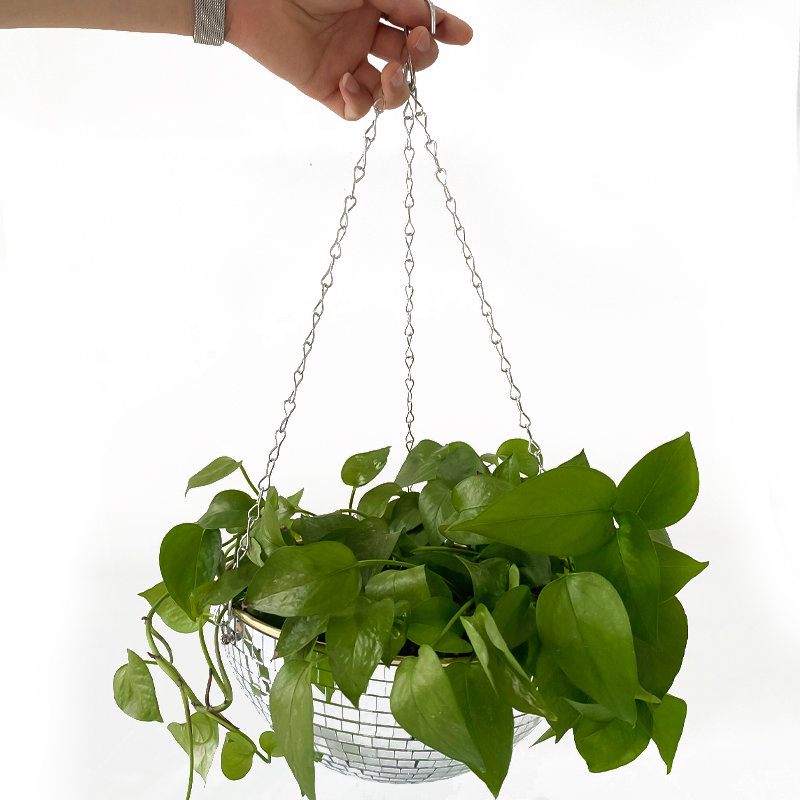 Kosz na kwiaty w kształcie kul – Echeveria Succulent recenzja i cena