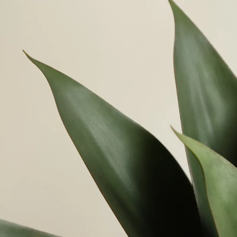 Sztuczna roślina aloe vera w d – Aloe Vera Pot recenzja i cena